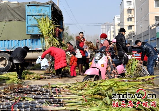 爭相認購甘蔗讓愛心傳遞 幫蔗農解憂