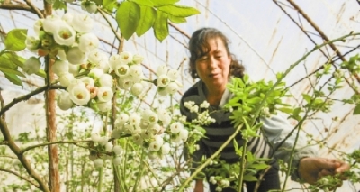 大棚藍(lán)莓 錯時開花