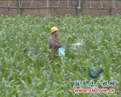 陰雨天里忙施肥  田間管理正當時