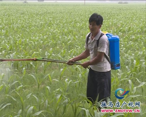 汝南縣多管齊下　切實加強夏種作物管理