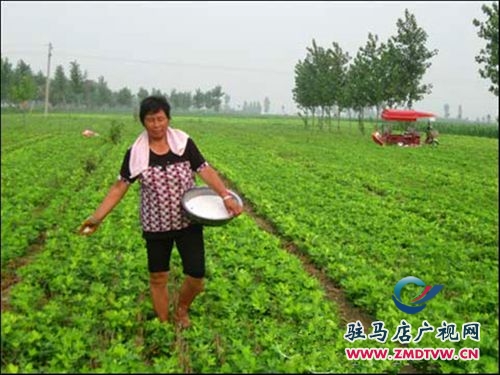 正陽：好雨知時節(jié) 秋田潤甘霖