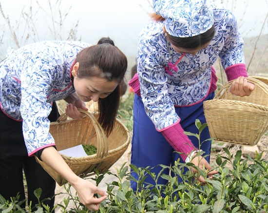 駐馬店：發(fā)揮資源優(yōu)勢(shì) 培植茶產(chǎn)業(yè)發(fā)展