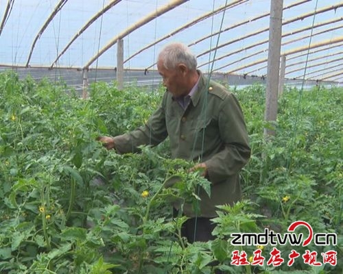 汝南縣：加強反季節(jié)蔬菜管理，提升蔬菜優(yōu)質品質