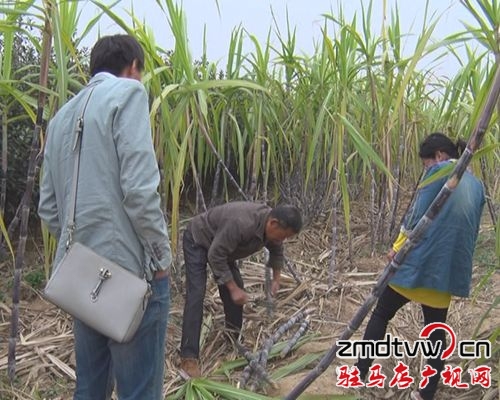  汝南縣：“甜蜜”經濟勢頭強  農民增收干勁足