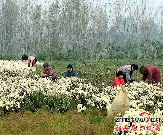 上蔡縣李宣村精準扶貧帶領村民脫貧致富