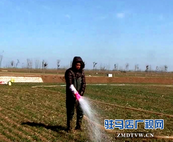 上蔡群眾積極追肥除小麥凍害