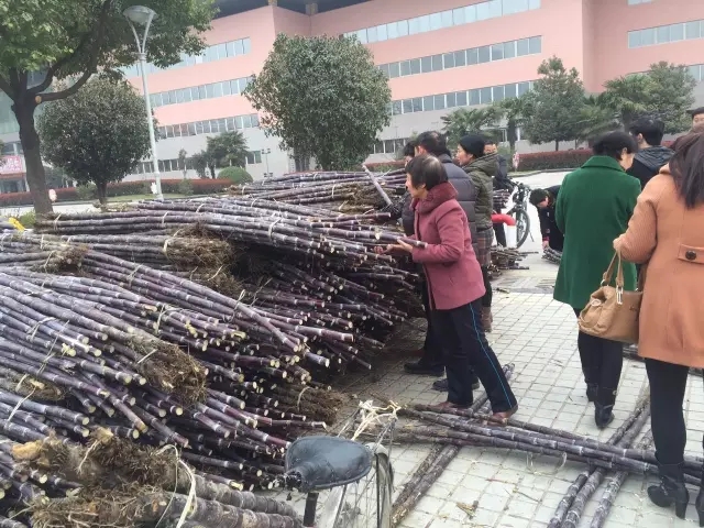 大駐馬甘蔗義賣(mài)遭遇城管按章執(zhí)法，這事你咋看？