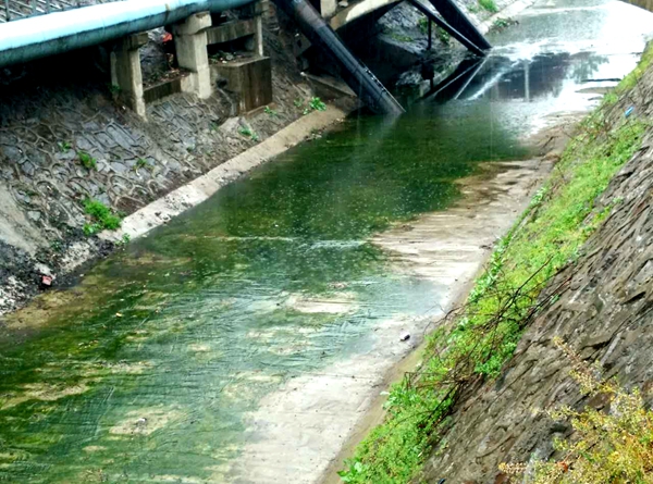 給點(diǎn)雨水，綠意就能在河道里四處蔓延.jpg