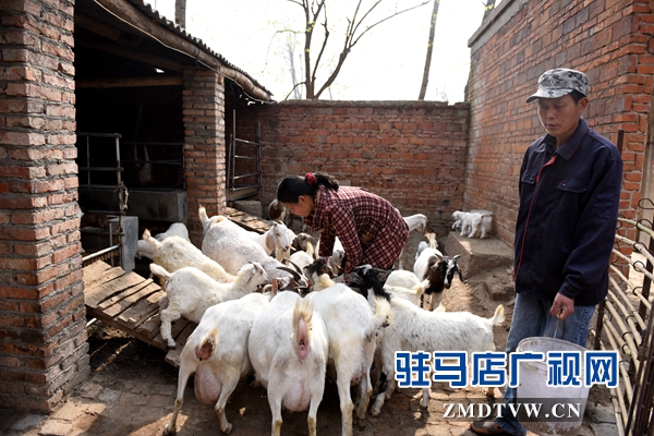 劉小麗夫妻倆除了在親友的幫助下力能所及地種好田地，2013年還發(fā)展起了養(yǎng)羊。目前已經(jīng)發(fā)展了40多只。.jpg