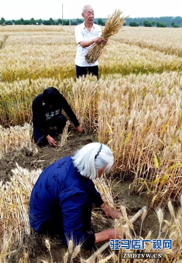 暴雨又要來襲 小麥搶收是關(guān)鍵