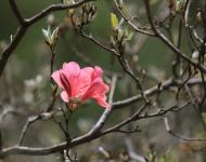 杜鵑花又名映山紅，被譽(yù)為“花中西施”