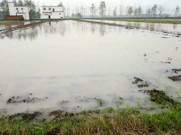 正陽(yáng)縣切實(shí)做好持續(xù)陰雨天氣麥田管理