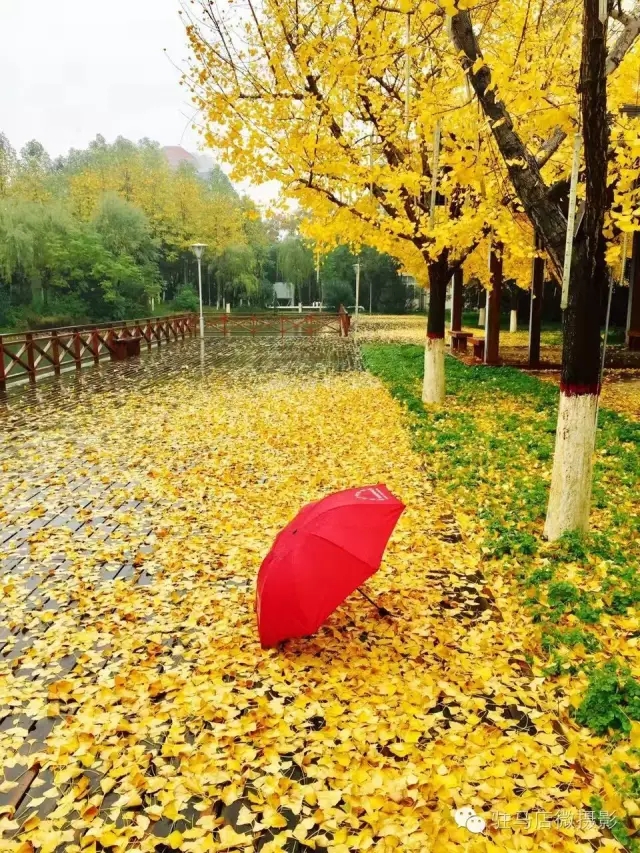 真沒想到，大駐馬市區(qū)竟然有這么美的秋景！簡直太震撼了！