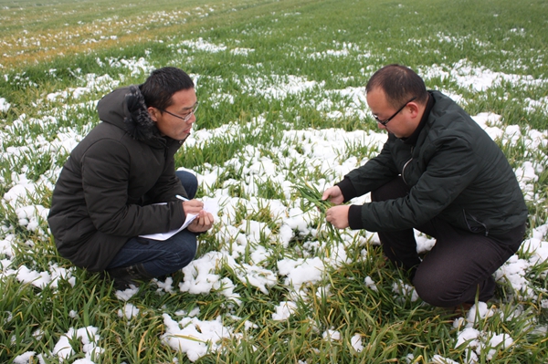 正陽：農(nóng)氣技術(shù)人員開展雪后小麥墑情調(diào)查