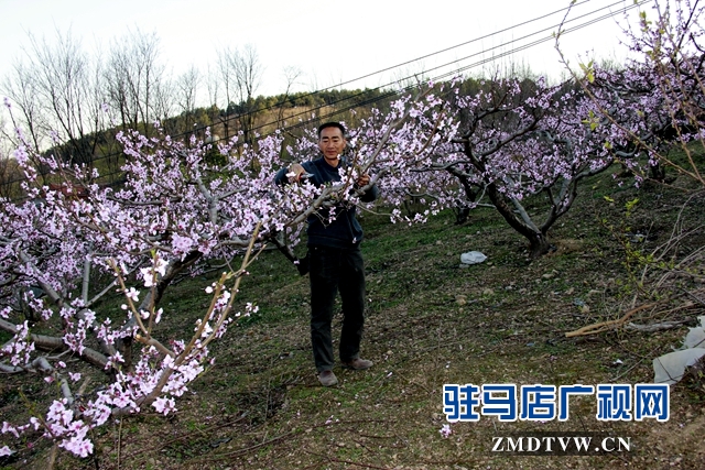 王如意正在對(duì)桃樹(shù)春剪.JPG