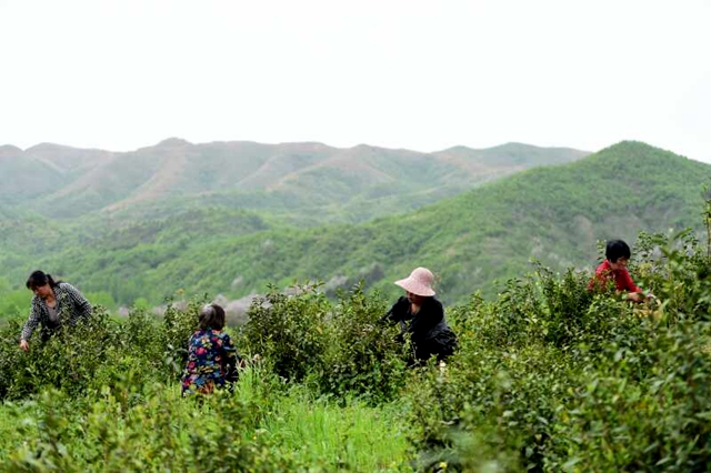 泌陽(yáng)：發(fā)展茶產(chǎn)業(yè) 帶領(lǐng)群眾走生態(tài)脫貧路