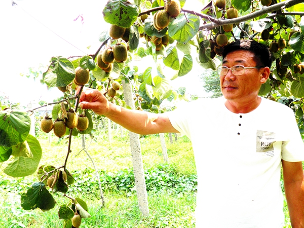 汝南縣古塔街道“扶貧果”長(zhǎng)勢(shì)喜人