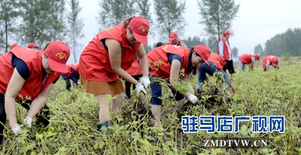 呂河鄉(xiāng)志愿者幫助貧困戶搶收花生.jpg