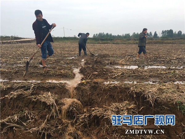 泌陽縣迅速行動 開展農(nóng)業(yè)生產(chǎn)自救