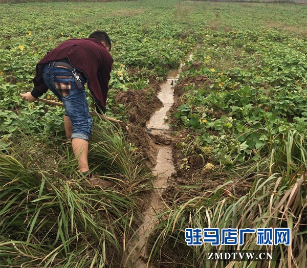 泌陽縣迅速行動 開展農(nóng)業(yè)生產(chǎn)自救