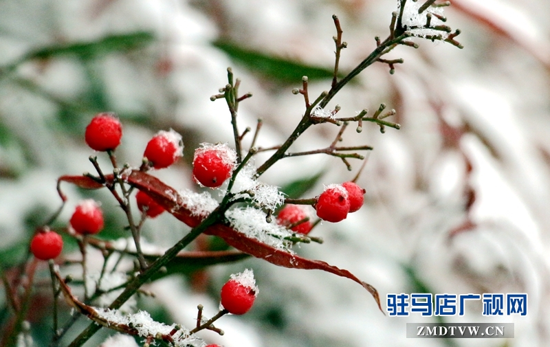 雪后的黃淮學(xué)院小景