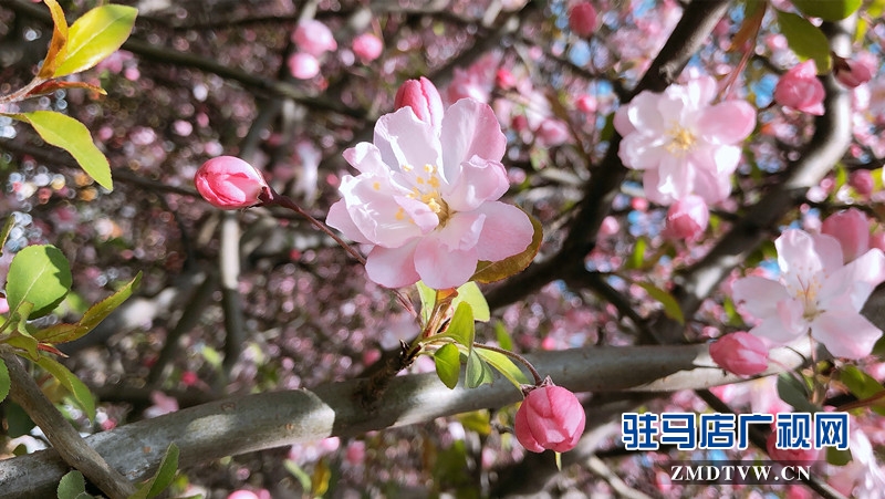 春風拂面時,賞花好時節(jié)!攝影/末月