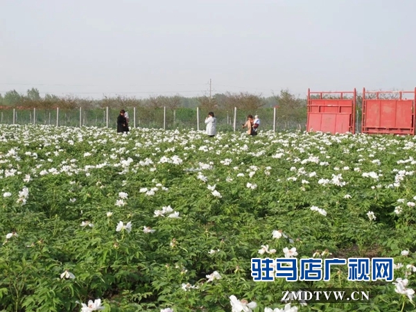 01“最美基層干部”巧念“致富經(jīng)”，帶出一個省級生態(tài)文明示范村 .jpg