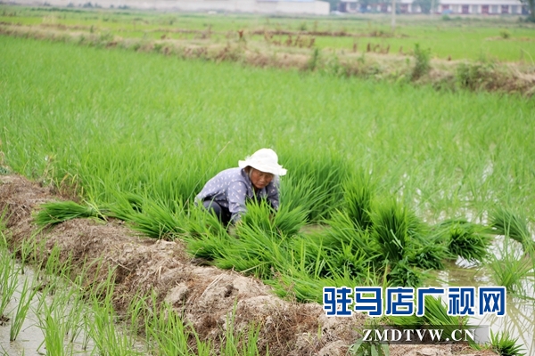 正陽縣推廣水稻機(jī)械化插秧