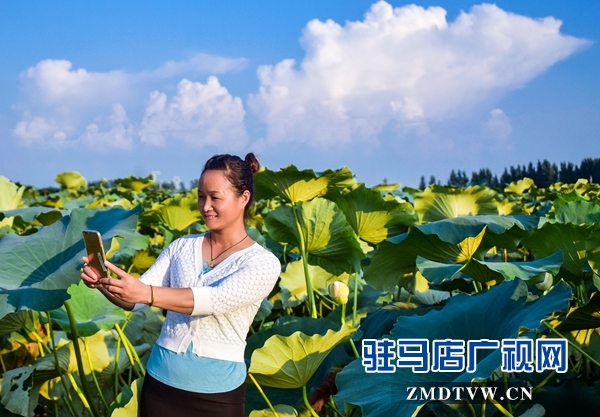 正陽(yáng)縣永興鎮(zhèn)：荷葉田田農(nóng)家樂(lè)