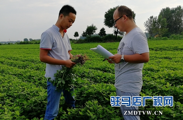 正陽(yáng)：花生“保姆”為花生中后期管理做保障