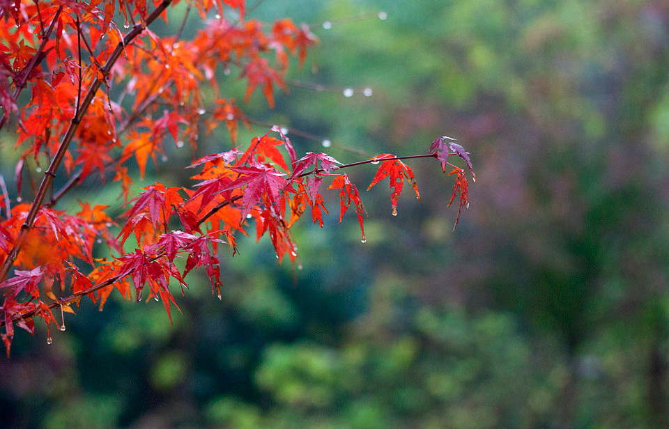 最低15℃！冷空氣+中雨組團殺到，駐馬店8天雨雨雨！還有6個好消息...