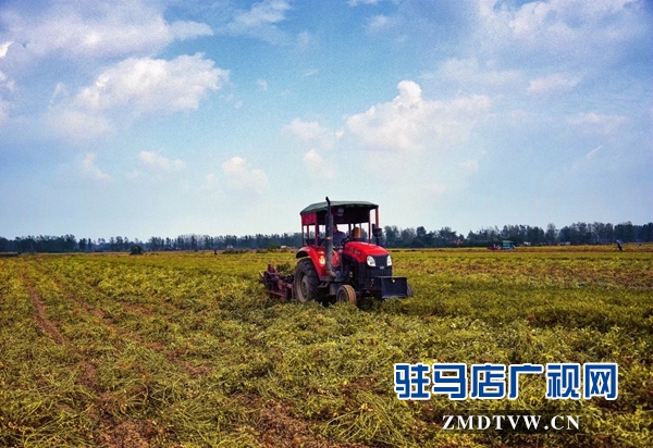 正陽(yáng)縣永興鎮(zhèn)：趁天搶時(shí)收花生