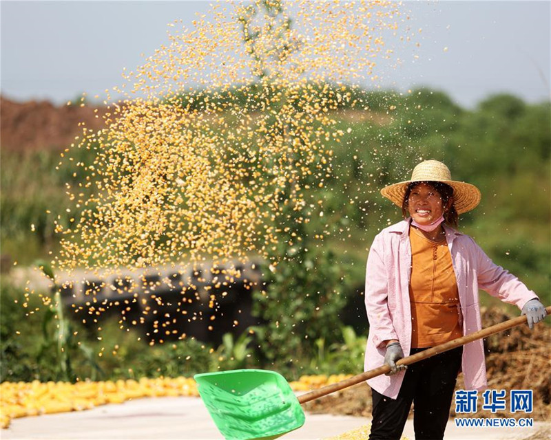 山東省臨沂市郯城縣郯城街道新屯村村民揚(yáng)曬收獲的玉米（9月23日攝）。 新華社發(fā)（張春雷 攝）