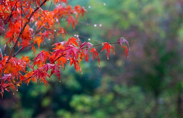 中雨+大風(fēng)+降溫！今晚起，駐馬店天氣將大變臉！風(fēng)雨交加、冷得很…