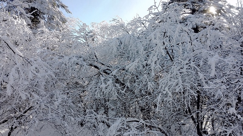 今天，駐馬店下雪了！今冬第一場雪下在這里！即將開啟“速凍模式”...