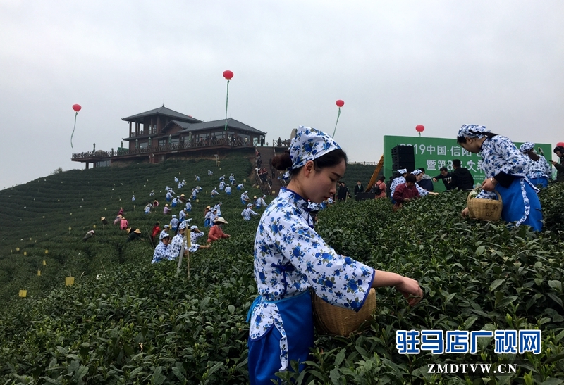 采茶女正在采摘茶葉