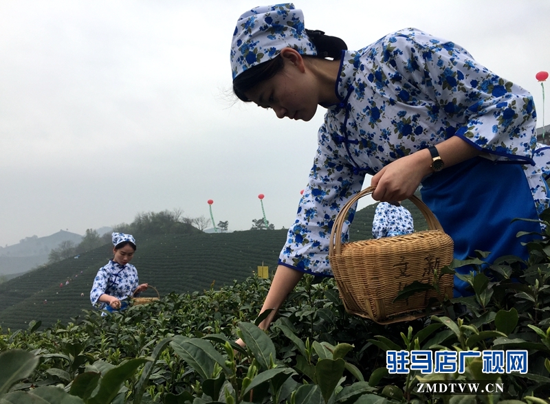 采茶女正在采摘茶葉