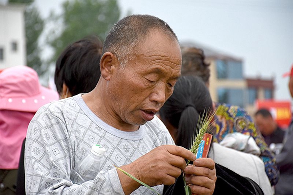 正陽(yáng)千余農(nóng)民麥田選秀