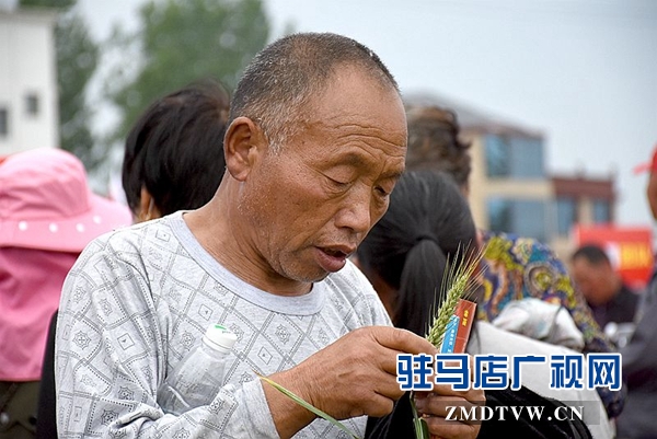 正陽千余農民麥田選秀