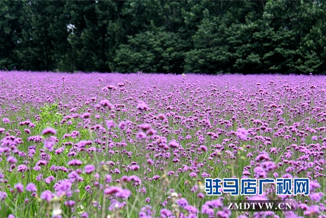 七彩百合與紫海香草在嵖岈山溫泉小鎮(zhèn)甜蜜邂逅