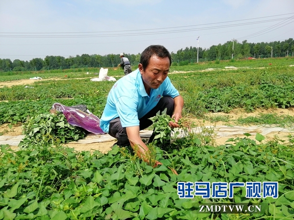 確山縣農業(yè)示范基地讓貧困戶在家門口掙錢