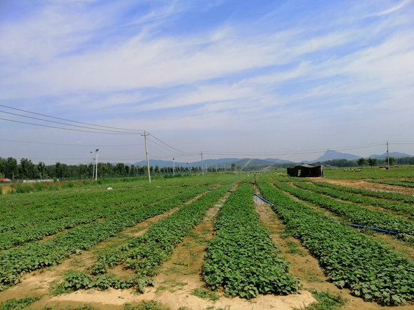 確山縣農(nóng)業(yè)示范基地讓貧困戶在家門口掙錢