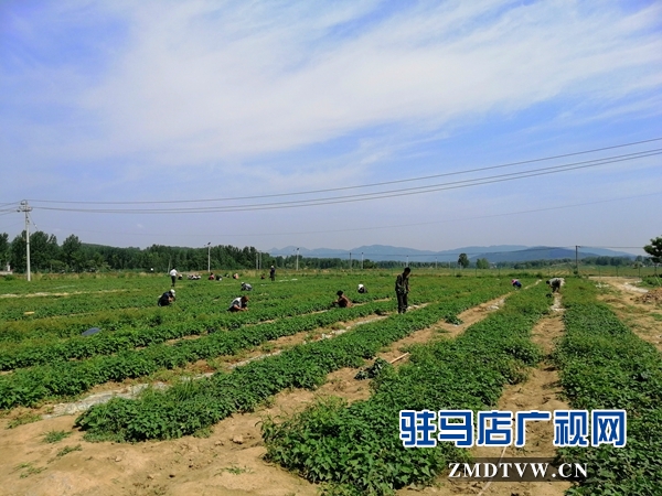 確山縣農業(yè)示范基地讓貧困戶在家門口掙錢