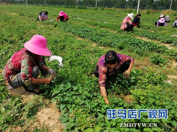 確山縣農業(yè)示范基地讓貧困戶在家門口掙錢