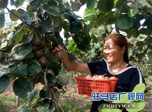 新蔡縣楊集村的紅心獼猴桃喊您來(lái)采摘