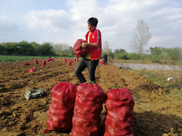 農(nóng)家紅薯銷售難  愛心企業(yè)解愁煩