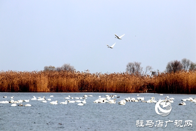 美呆啦！數(shù)千只天鵝到宿鴨湖過冬