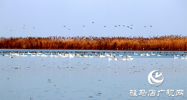 美呆啦！數(shù)千只天鵝到宿鴨湖過冬