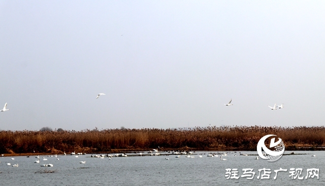 美呆啦！數(shù)千只天鵝到宿鴨湖過冬