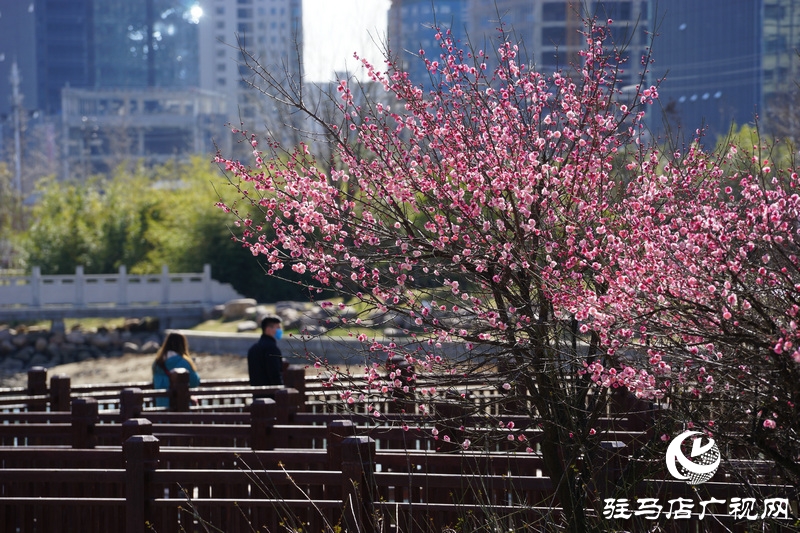 看她的滿城花開  攝影 文字：王向陽  歡迎轉載，請注明作者出處